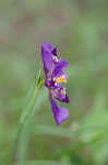 Propeller flower